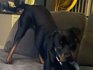 Rottweiler dogs Lottie the Rottie - Advert 2