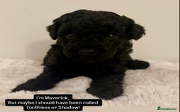 Maltipoo dogs for sale: Adorable F1B Merle** Maltipoo Puppies for sale - Image 6