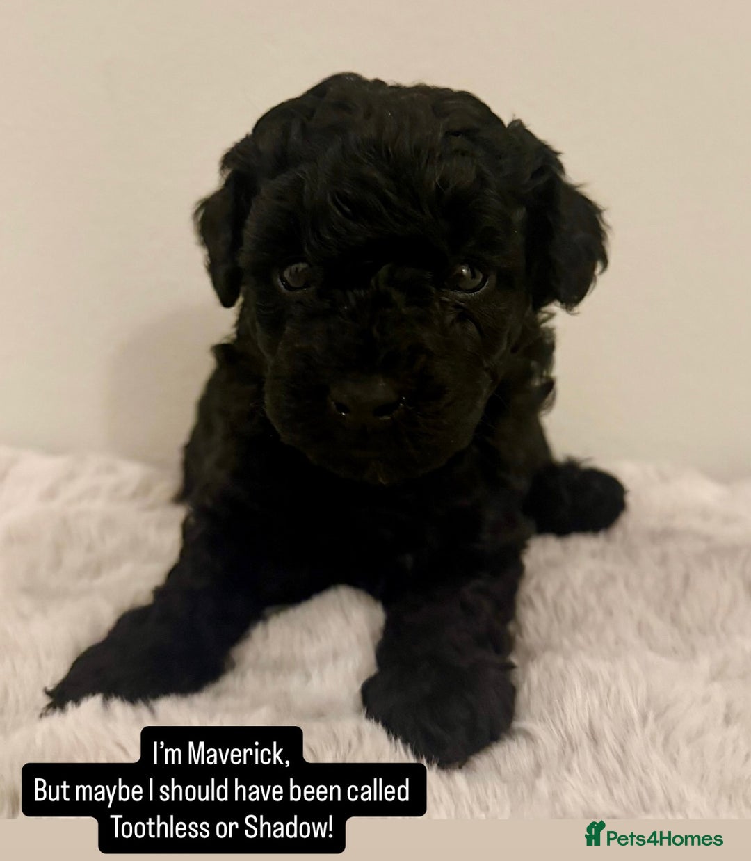 Maltipoo dogs for sale: Adorable F1B Merle** Maltipoo Puppies for sale - Image 6