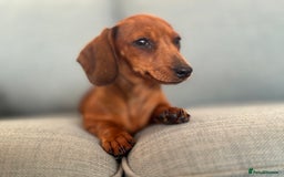Miniature Dachshund dogs for sale: KC reg Miniature Dachshunds ready to go! in Tiverton - Image 1