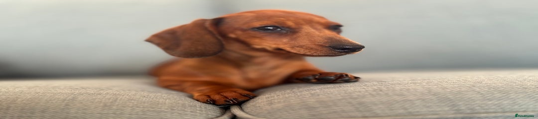 Miniature Dachshund Puppy 3