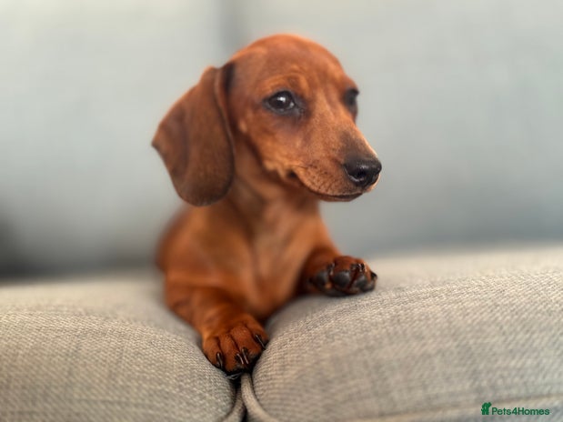 Miniature Dachshund dogs in Tiverton - Advert 2