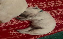 Golden Retriever dogs for sale: Eight Pure English Golden Retriever Puppies! - Image 5