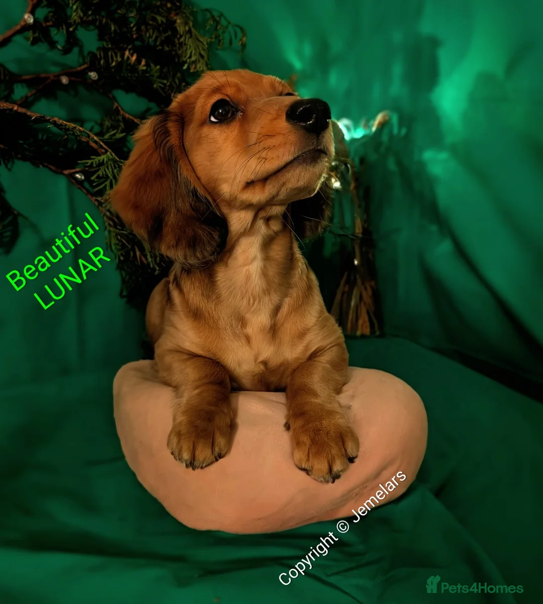 Miniature Dachshund dogs for sale: MINIATURE DACHSHUND ENGLISH CREAM LONG HAIR PUPPY  - Advert 12