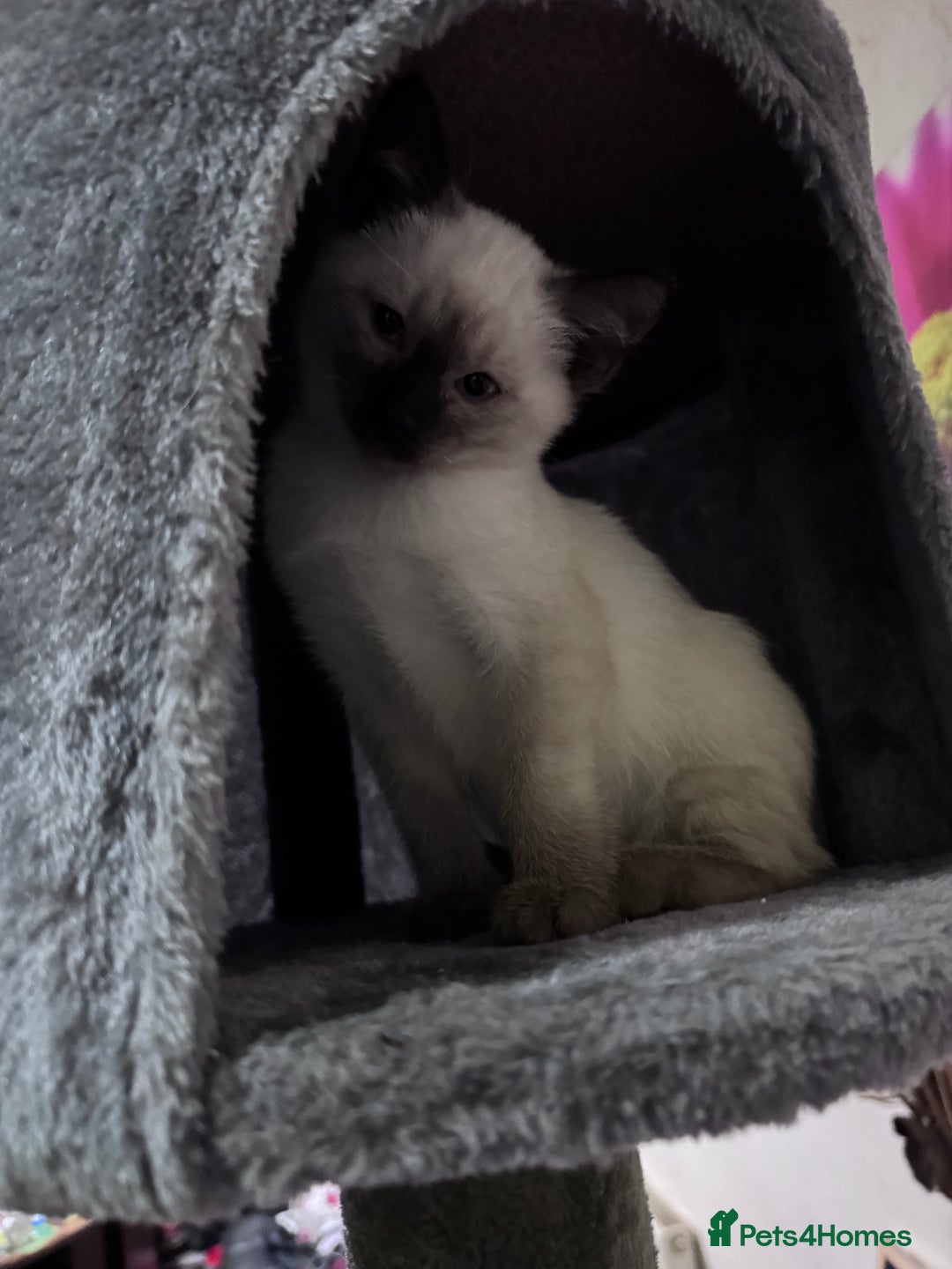 Siamese cats for sale: Siamese  - Advert 7