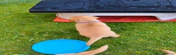 Labrador Retriever dogs for sale: Gorgeous fox red/yellow labrador pups - Advert 3