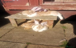 Continental Giant rabbits for sale: Beautiful white eared yellow continental giants  - Image 5