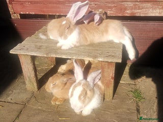 Continental Giant rabbits for sale - Advert 1
