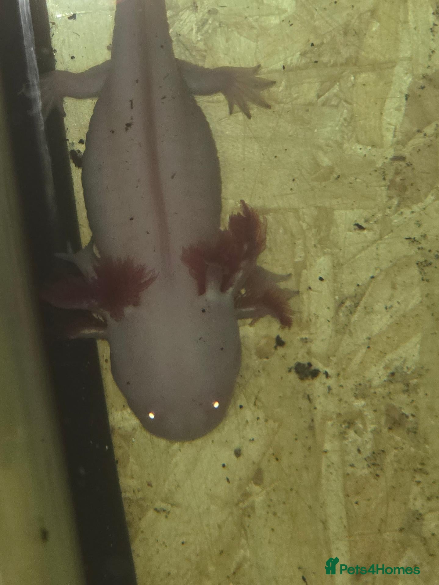 Axolotl reptiles 5 albino axolotls  - Advert 1