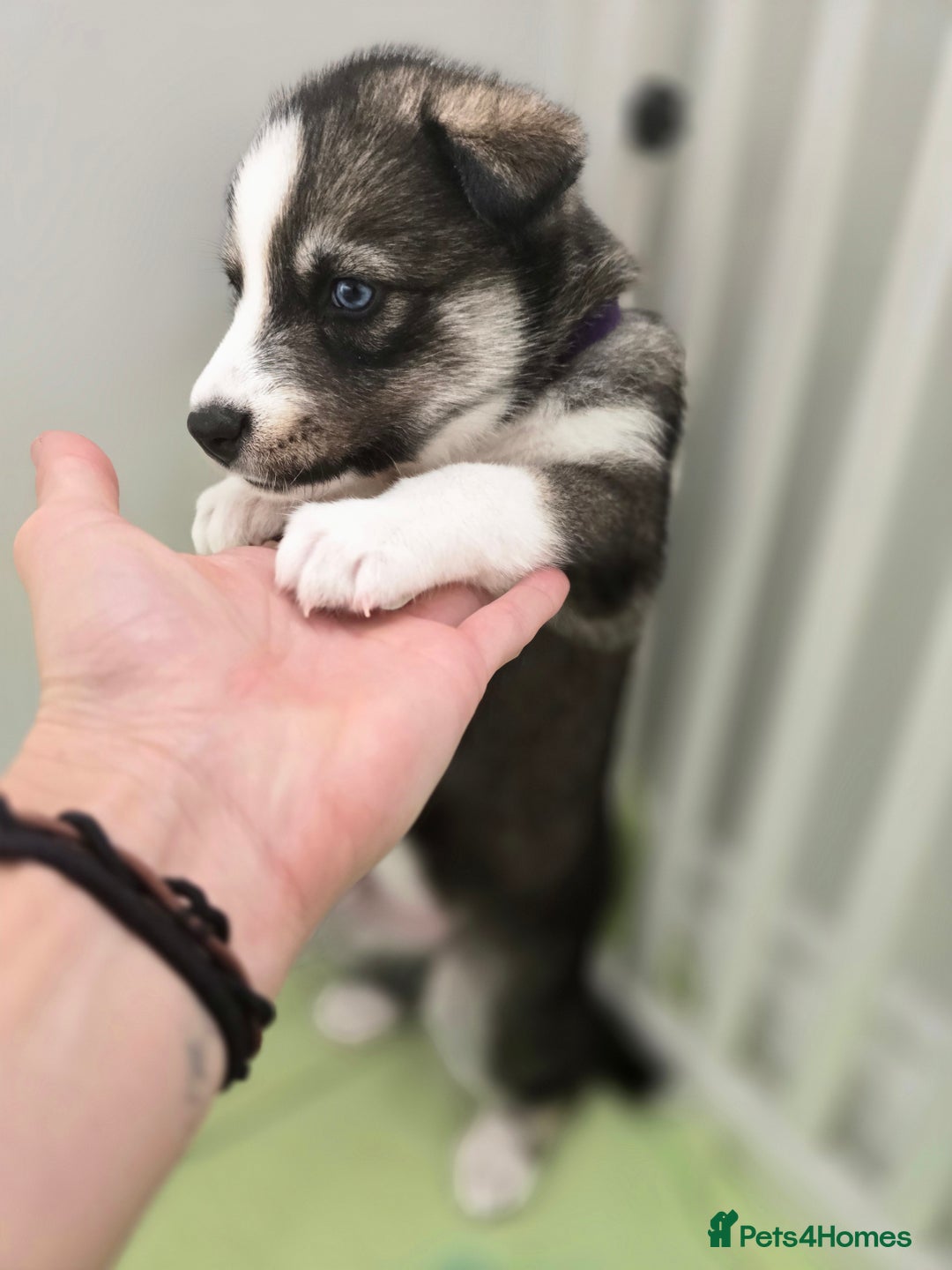 Siberian Husky dogs for sale: Stunning Pure siberian husky pups - Image 22