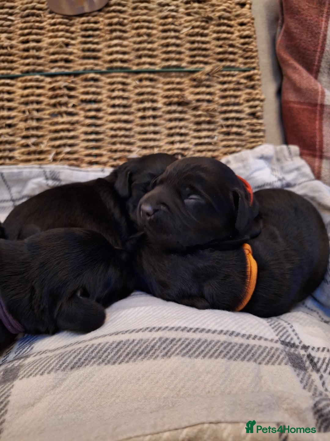 Cockerdor dogs for sale: stunning cockerdors (1left)🐶 5⭐️ licensed breeder - Advert 9