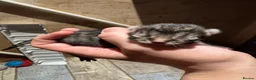 Mixed Breed cats for sale: Kittens  - Advert 3