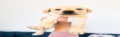 Labrador Retriever Puppy 4