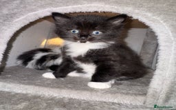 Ragdoll cats for sale: Ragdoll x Tabby Mix Kittens - Image 10