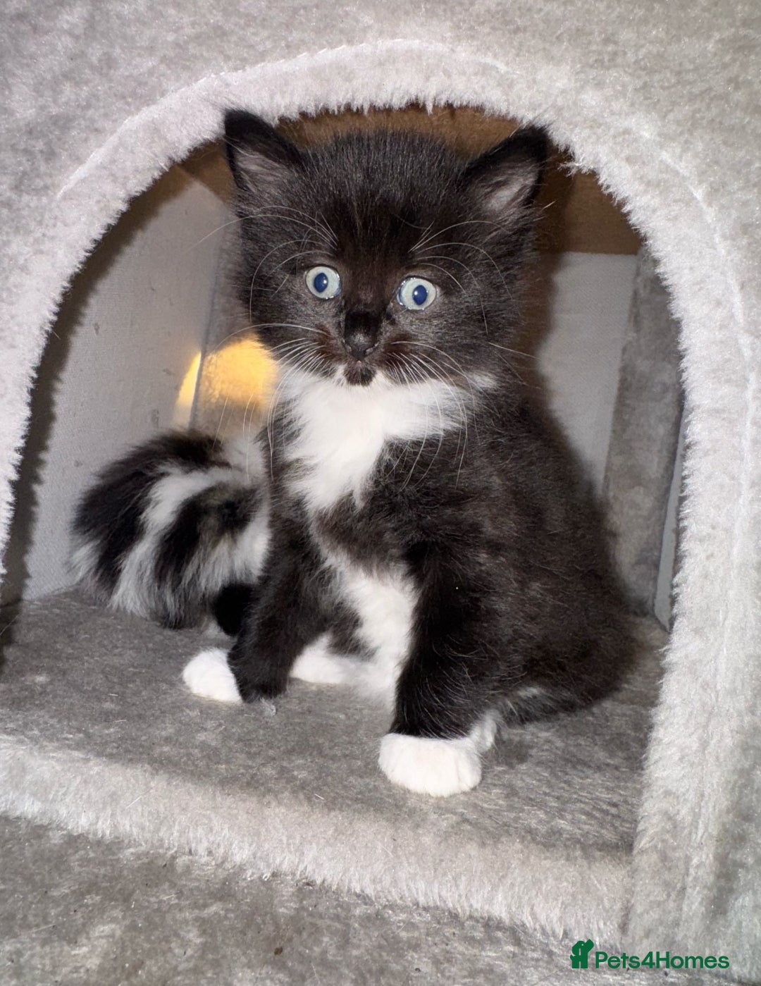 Ragdoll cats for sale: Ragdoll x Tabby Mix Kittens - Image 10