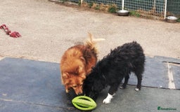 Mixed Breed dogs for adoption: Daisy, a Beautiful Soul - for a Loving Home in Nottingham - Image 15