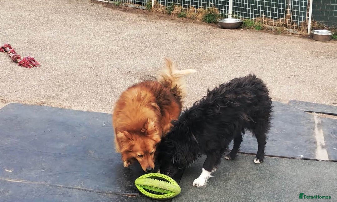 Mixed Breed dogs for adoption: Daisy, a Beautiful Soul - for a Loving Home in Nottingham - Image 15