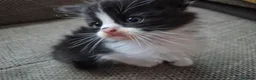 Mixed Breed cats for sale: Cross ragdoll  - Advert 8