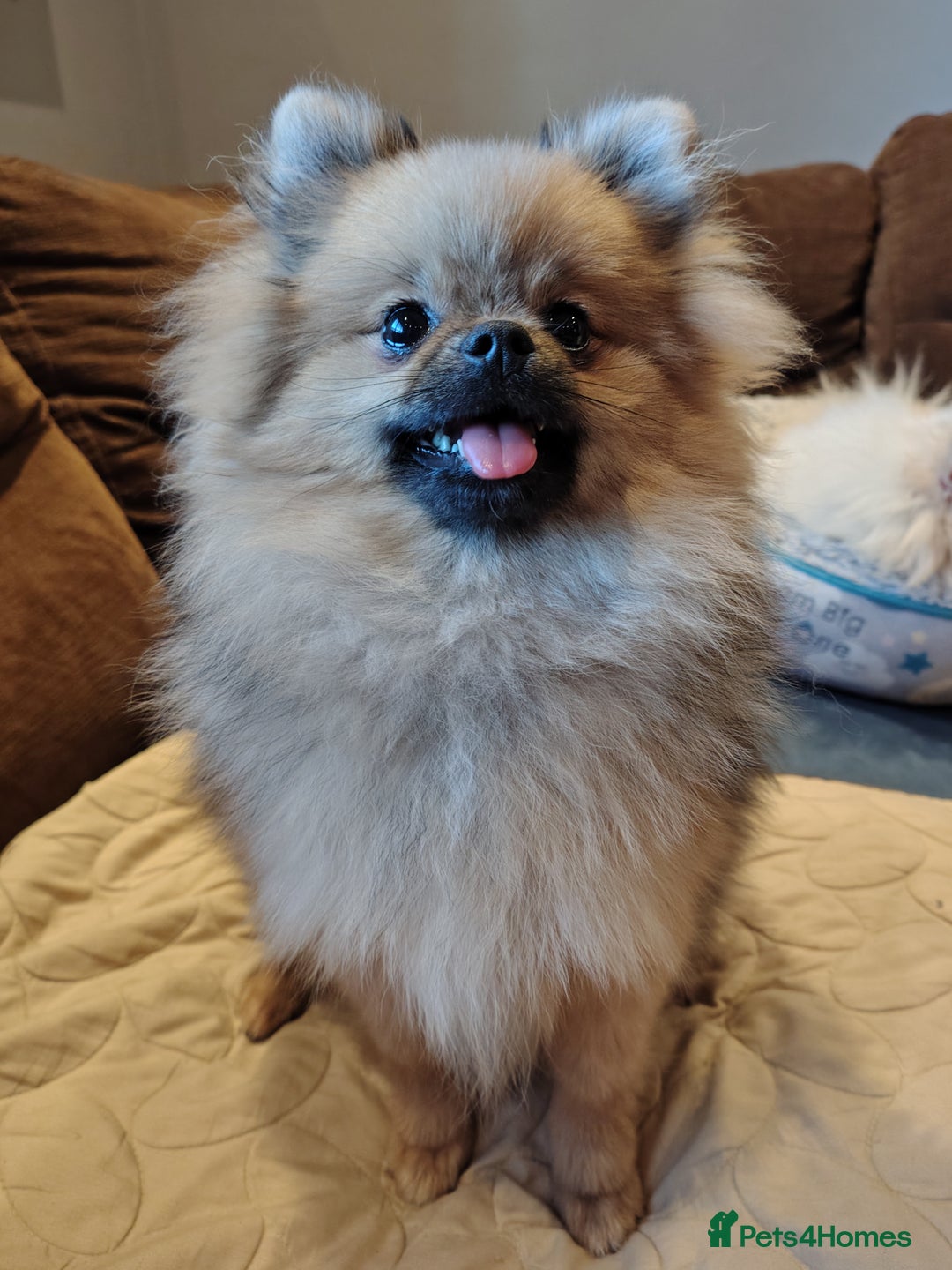 Pomeranian dogs for sale: Pom puppys with Kc reg , pedigree for sale - Advert 7