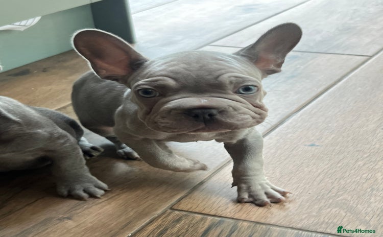 French Bulldog dogs - Advert 6