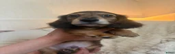 Miniature Dachshund dogs for sale: Miniature dachshund in Cardiff - Advert 4