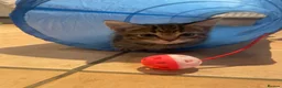 Domestic Shorthair cats for sale: Kitten for sale female  - Advert 3