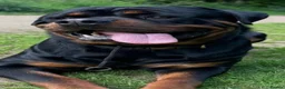 Rottweiler dogs for sale: KC Serbian Rottweilers champion winning bloodlines - Advert 12