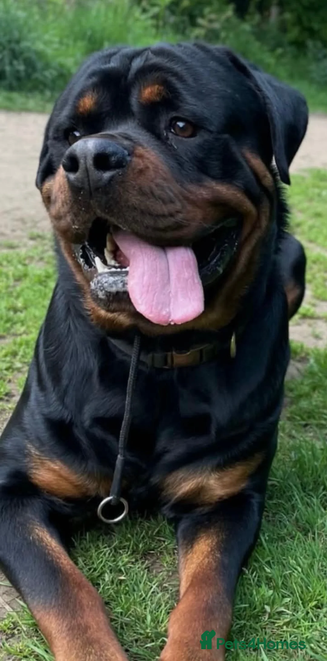 Rottweiler dogs for sale: KC Serbian Rottweilers champion winning bloodlines - Advert 12