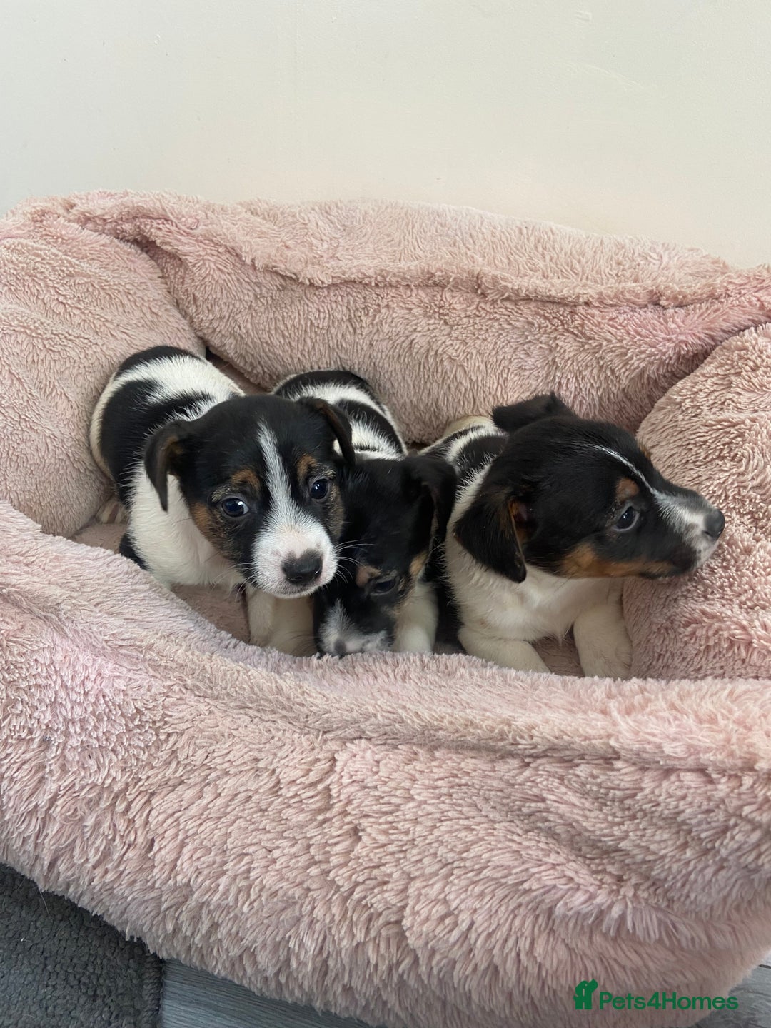 Jack Russell dogs for sale: Jackrussel boys  - Image 5