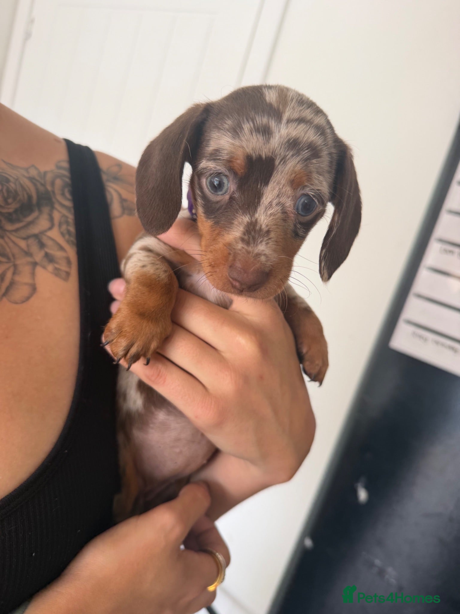 Miniature Dachshund dogs Minature Dachshund Puppies  - Advert 16
