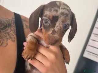 Miniature Dachshund dogs Minature Dachshund Puppies - Advert 16