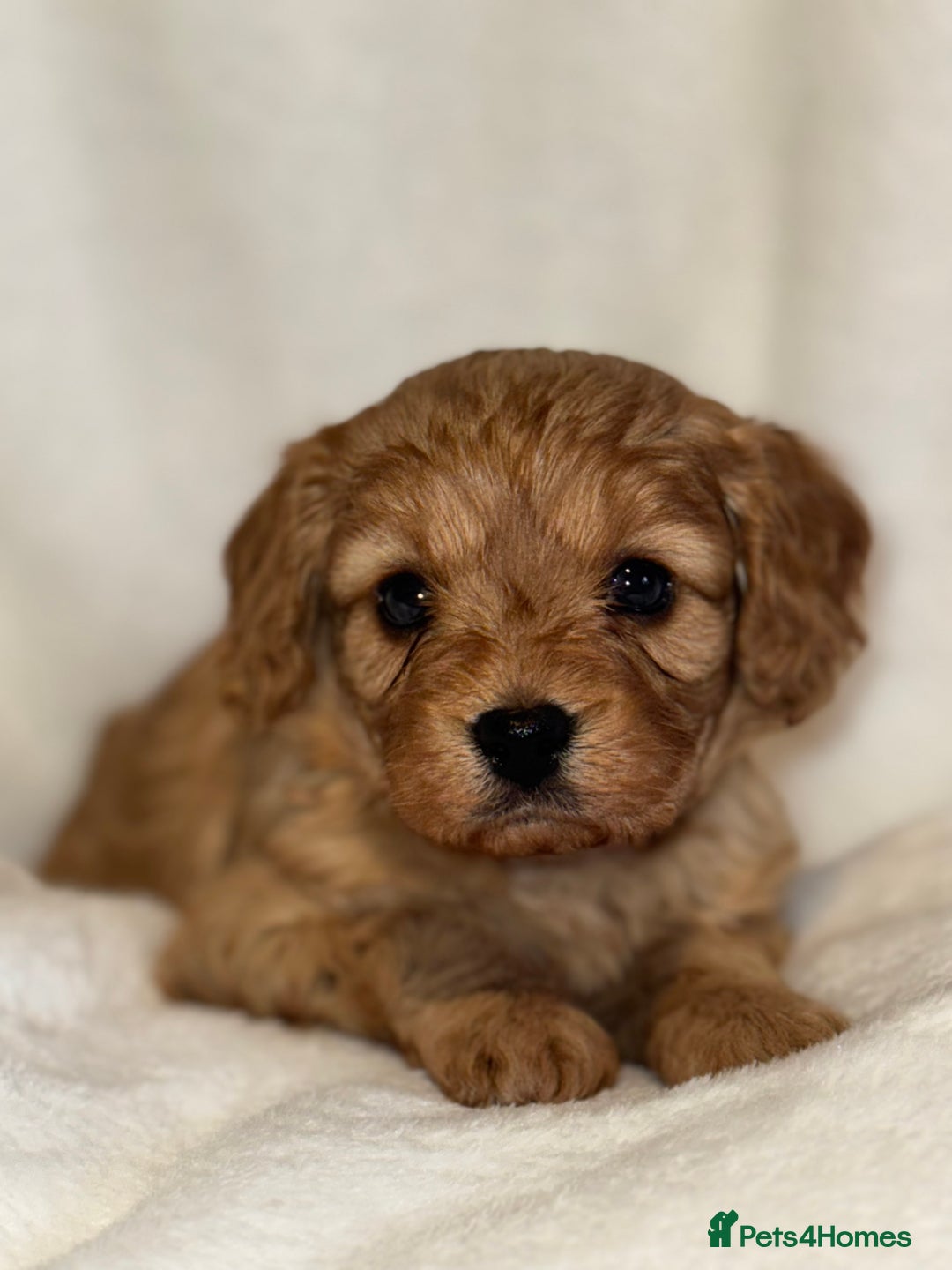 Cavapoo dogs for sale: 4 Gorgeous f1 Cavapoo’s. Parents health tested - Advert 16