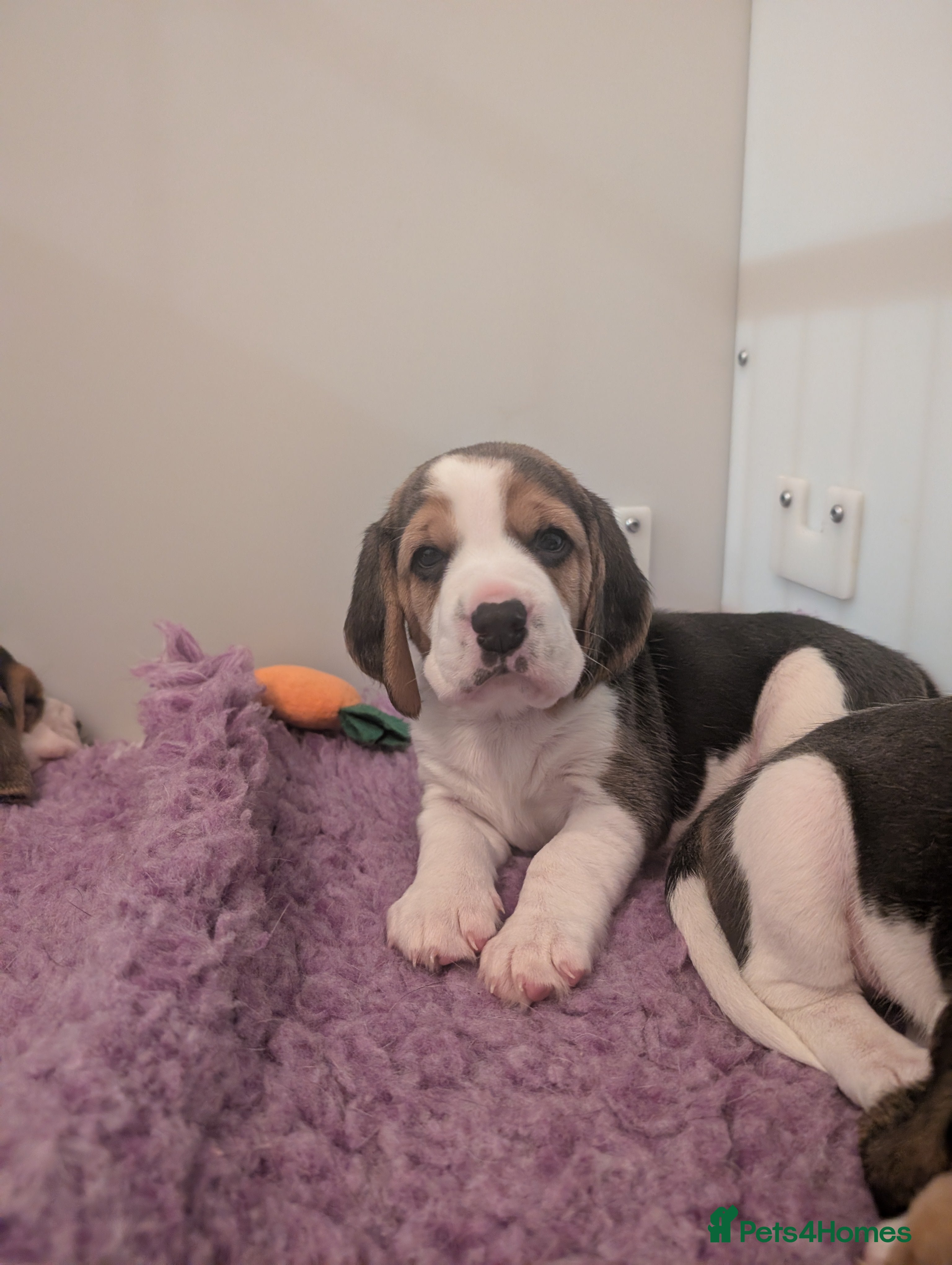 Beagle dogs Champion Show Line Beagle Puppies - Advert 3