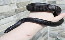 King Snake reptiles for sale: Male Mexican Black Kingsnake - Advert 2