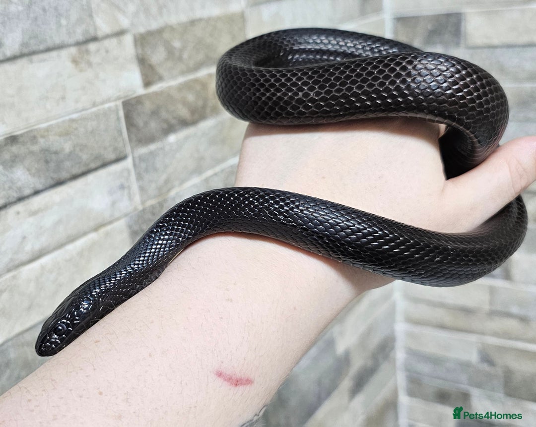 King Snake reptiles for sale: Male Mexican Black Kingsnake - Advert 2