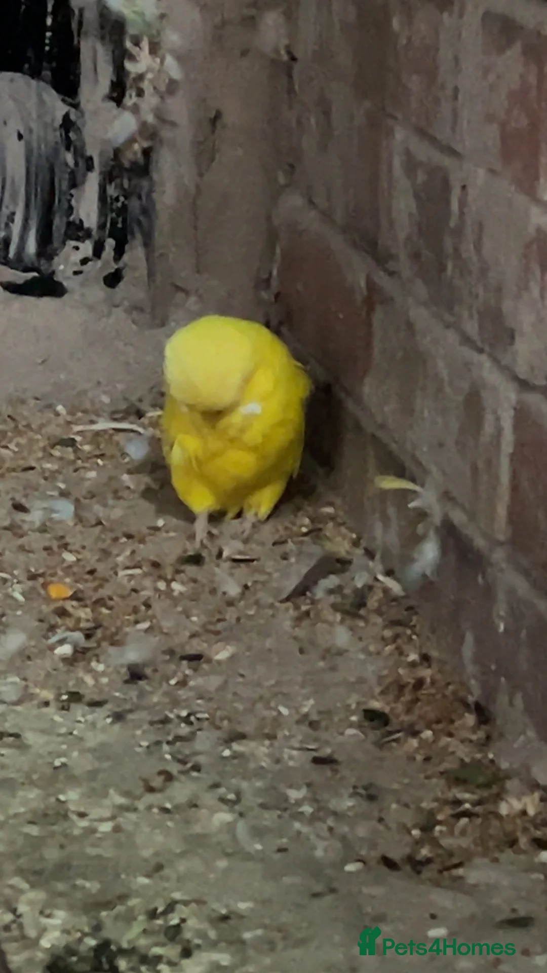 Cockatiels birds for sale: Budgie baby - Advert 6