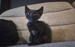 Mixed Breed cats for sale: Adorable black kittens for sale  - Image 16
