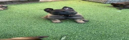 German Shepherd dogs for sale: 4 rare female German shepherd pups kc reg working  - Advert 10