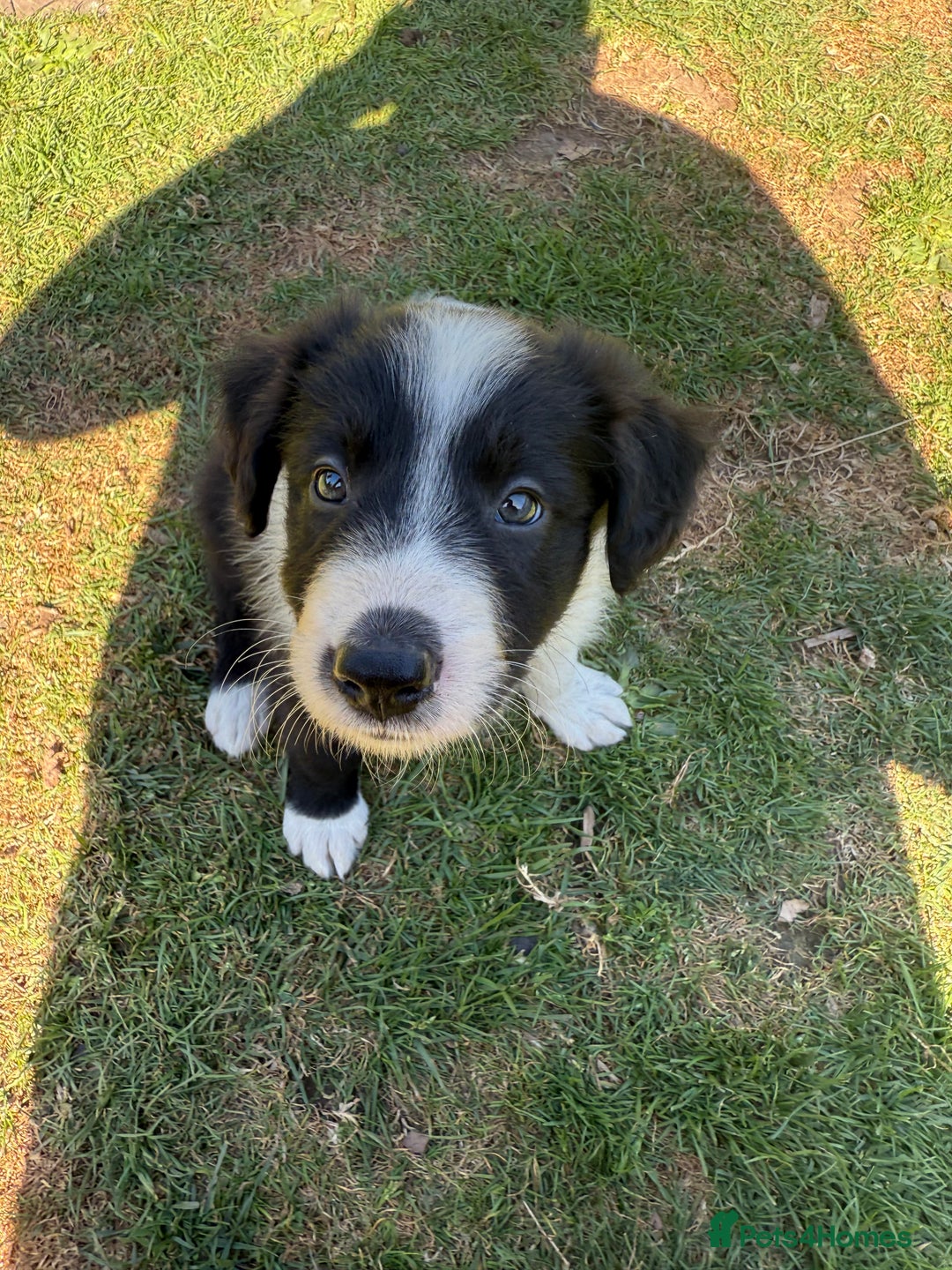 Mixed Breed dogs for sale: Border colllie/bearded collie pups  - Image 5