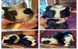 Guinea Pig rodents for sale: Teddy,Swiss and pet guinea pigs - Advert 2