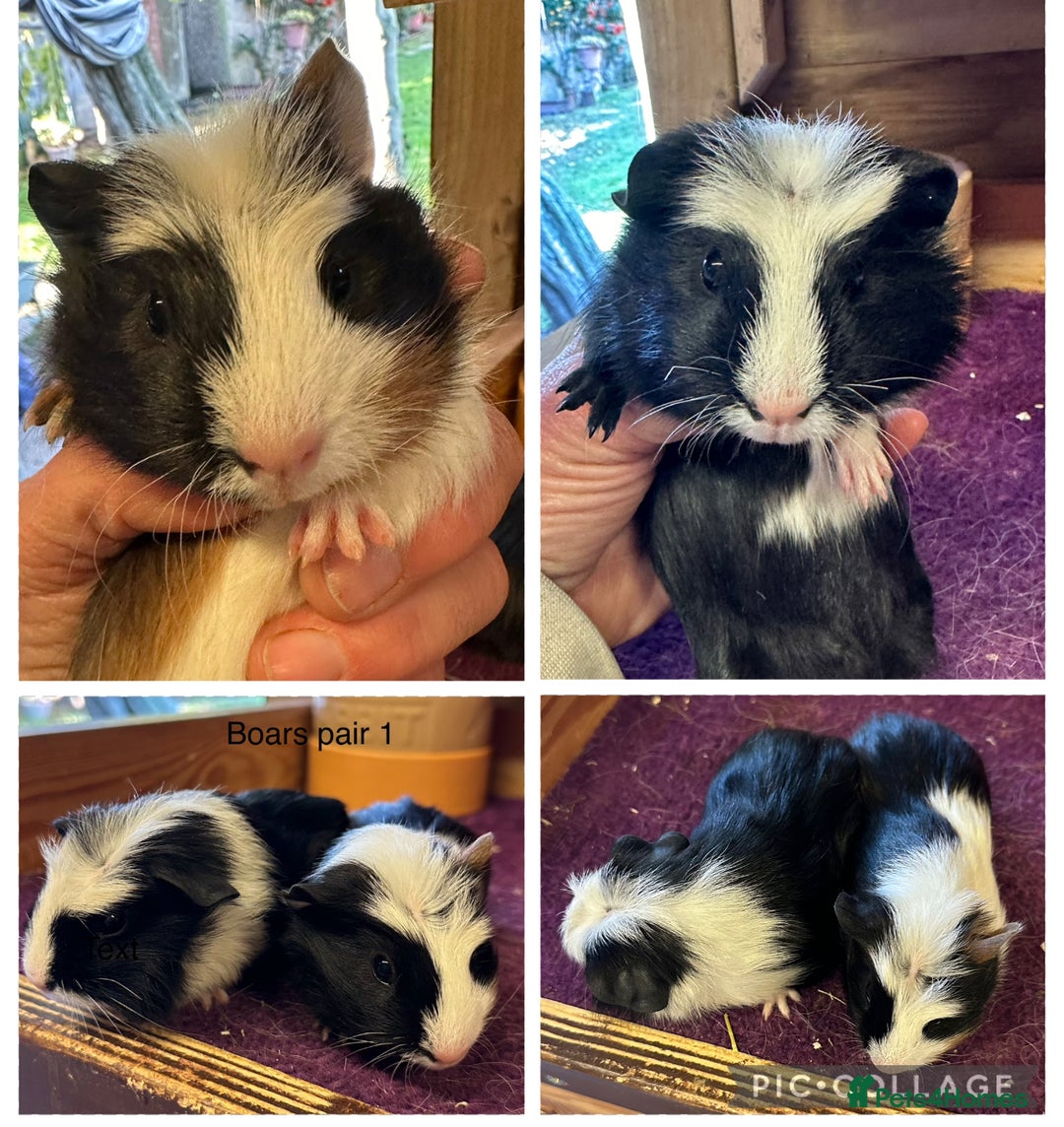 Guinea Pig rodents for sale: Teddy,Swiss and pet guinea pigs - Advert 2