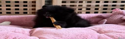 Pomeranian dogs for sale:  Rare colour Russian line Teddy Bear Pom Puppies ✨ - Advert 34