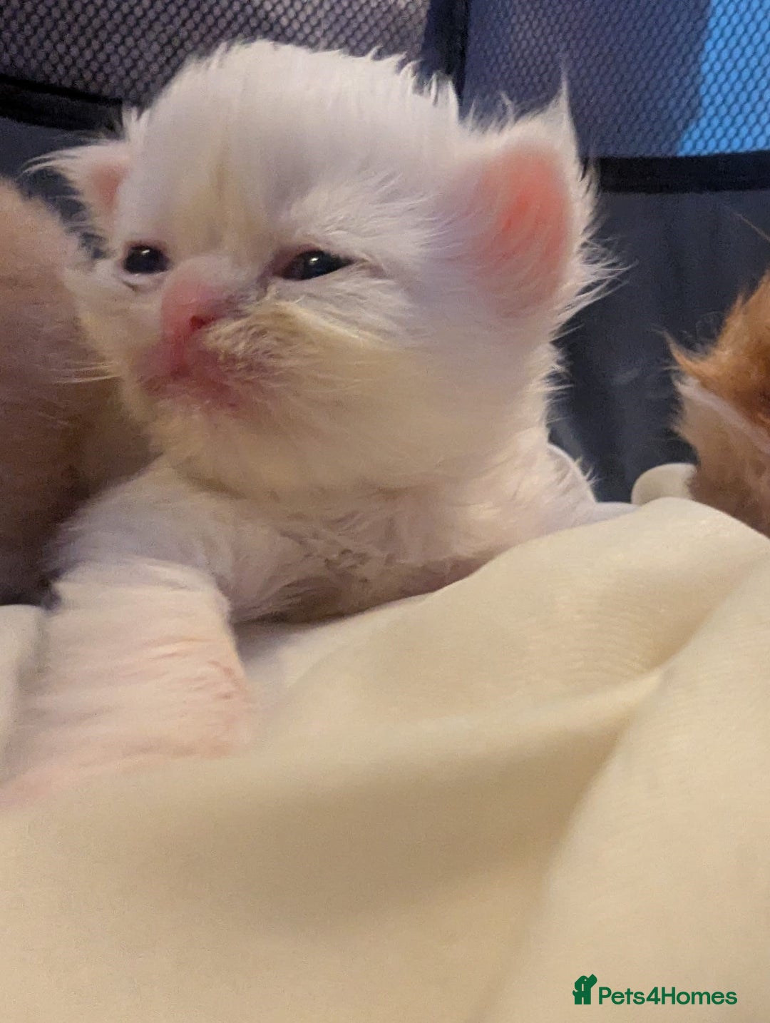 Persian cats for sale: ♥️🍃 ꨁ EXOTIC PERSIAN DOLL FACE KITTENS FOR SALE - Advert 3