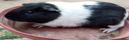 Guinea Pig rodents for sale: Guinea pigs 11 weeks old - Advert 7