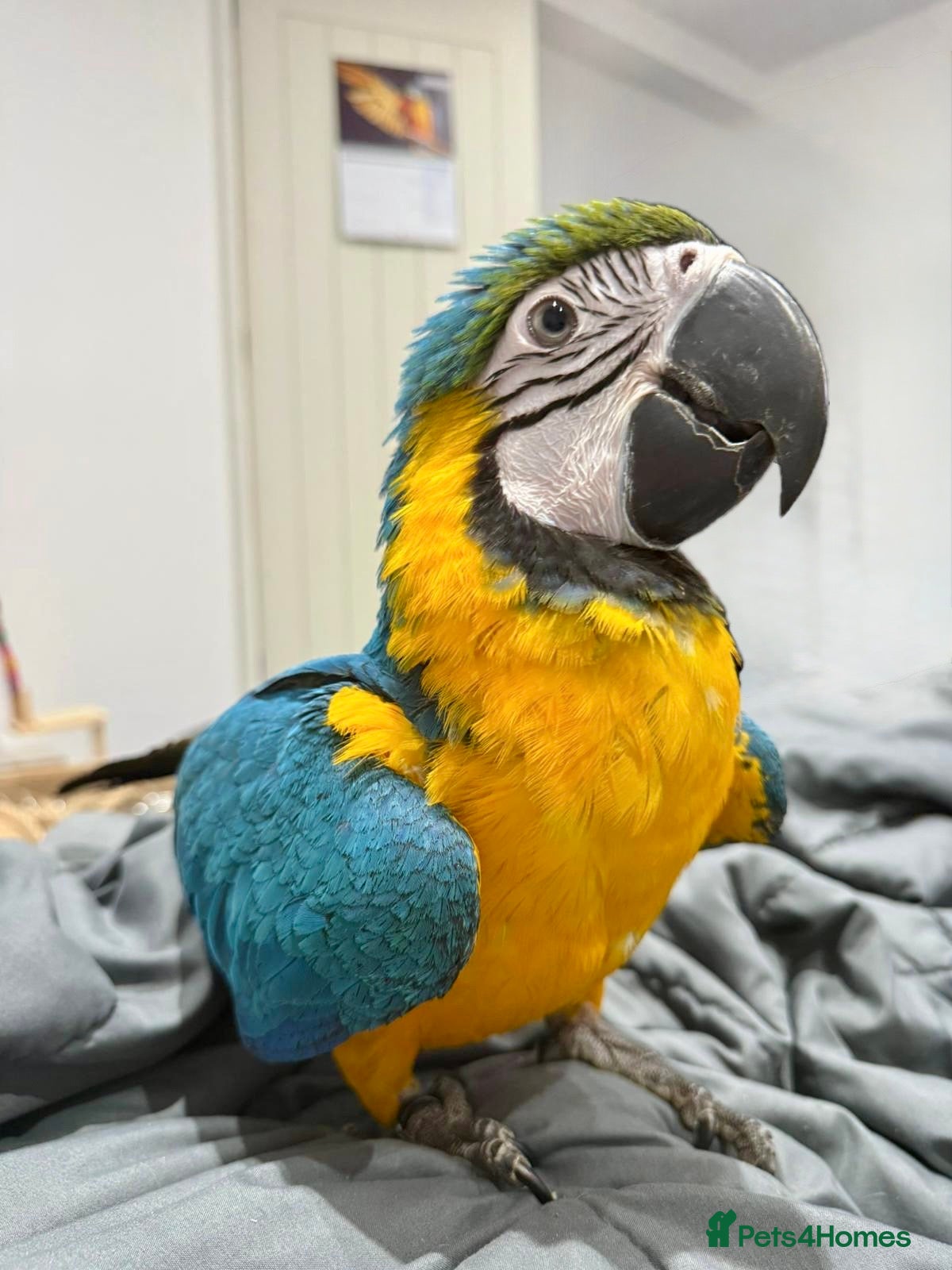 Macaws birds Baby Hand reared & Hand tamed Blue&Gold Macaw - Advert 13
