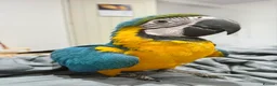 Macaws birds for sale: Baby Hand reared & Hand tamed Blue&Gold Macaw - Advert 1