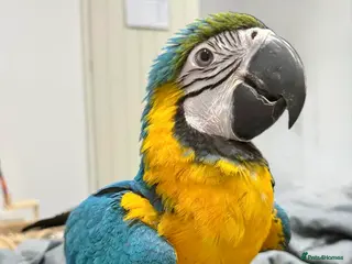 Macaws birds Baby Hand reared & Hand tamed Blue&Gold Macaw - Advert 13
