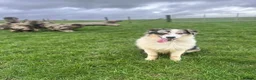 Australian Shepherd dogs for sale: Boys and girls available  - Advert 3