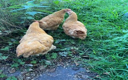 Chickens poultry for sale: Trio buff Orpingtons  - Image 2