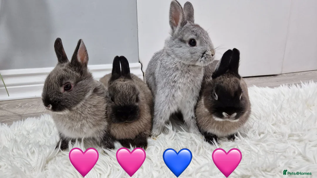 Netherland Dwarf rabbits for sale: Netherland dwarf bunnies - Advert 1